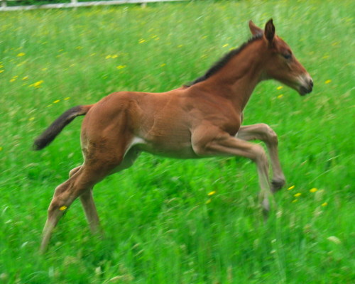 Baby Jori in pasture