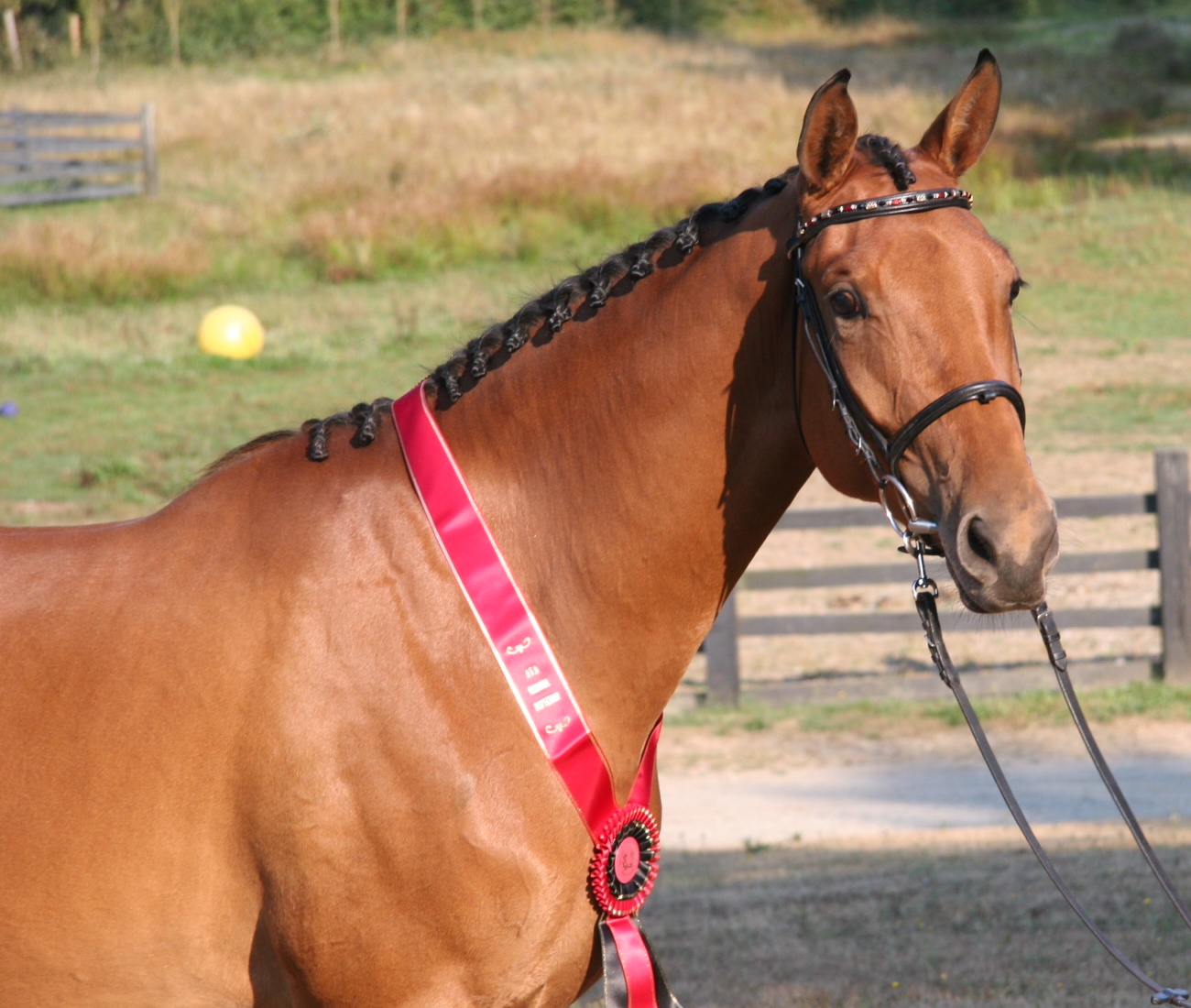 Trakehner inspection pic of Jori, head