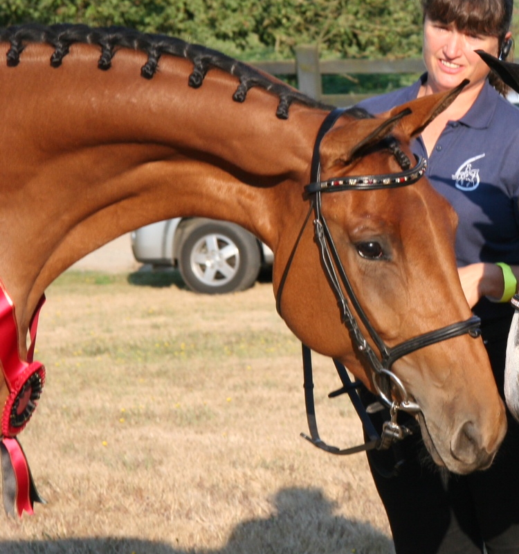 Joriah's 2011 ATA inspection, head