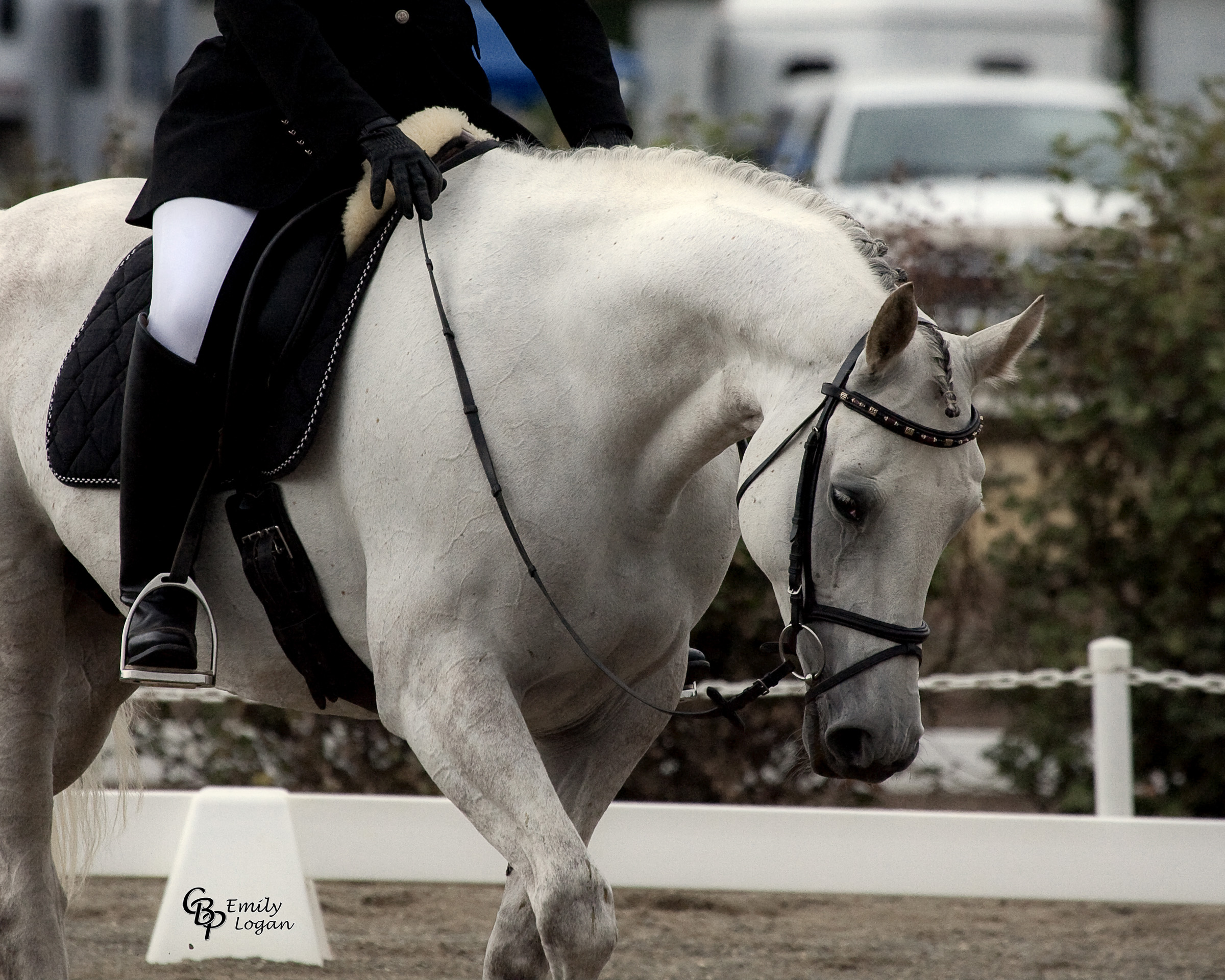 A show picture of Jädorin at the walk