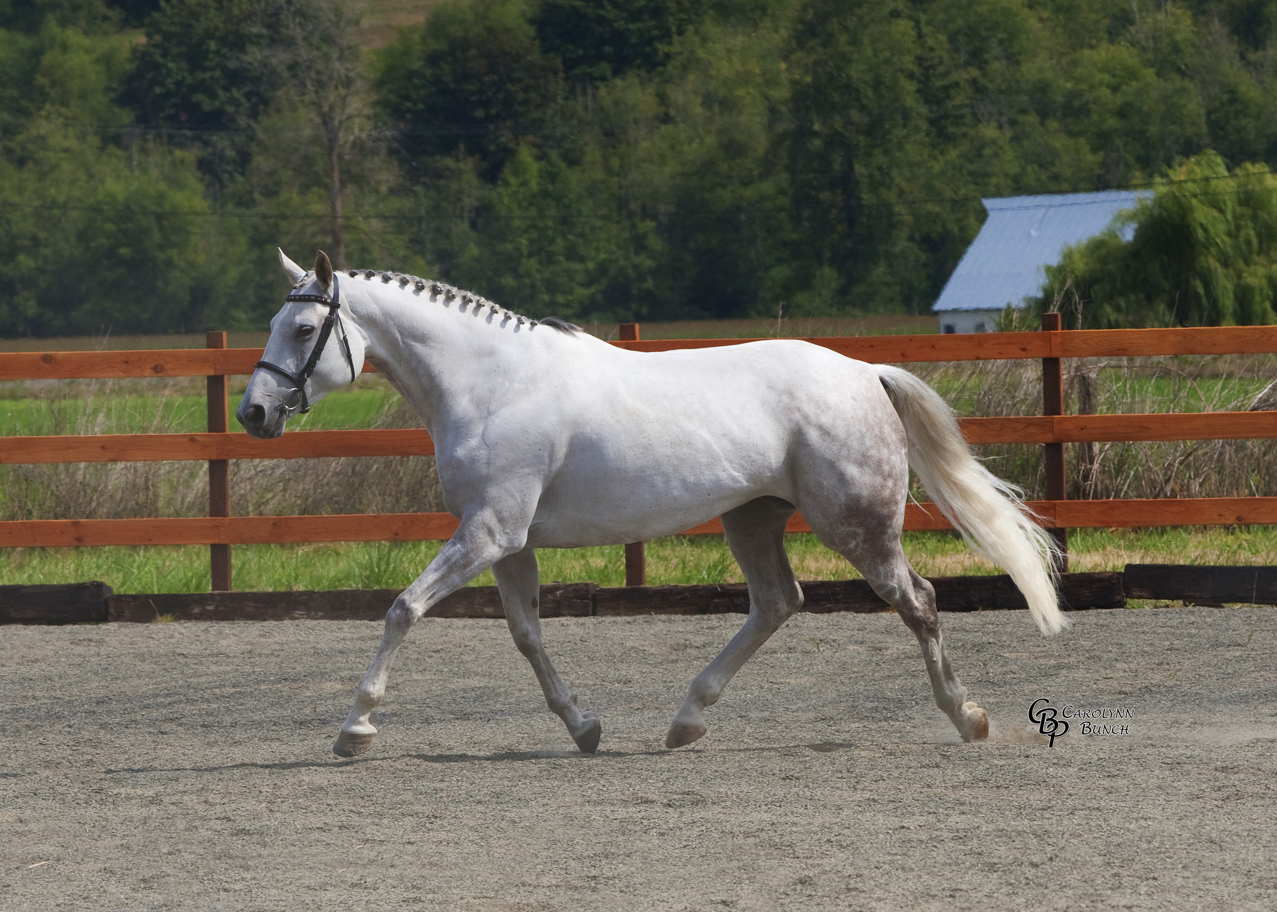 Trakehner inspection pic of Jädorin at the trot