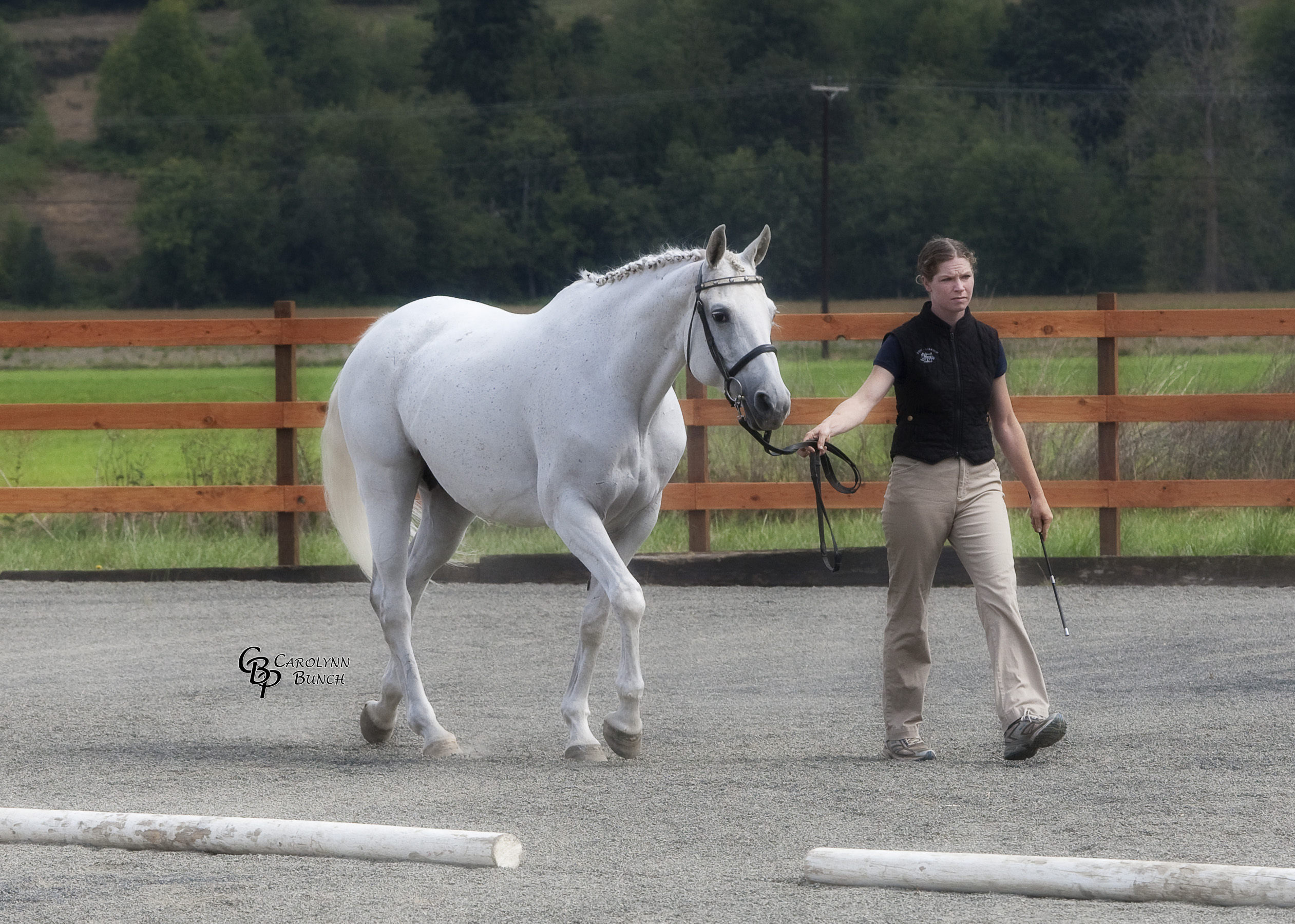 Trakehner inspection pic of Jägerin at the walk