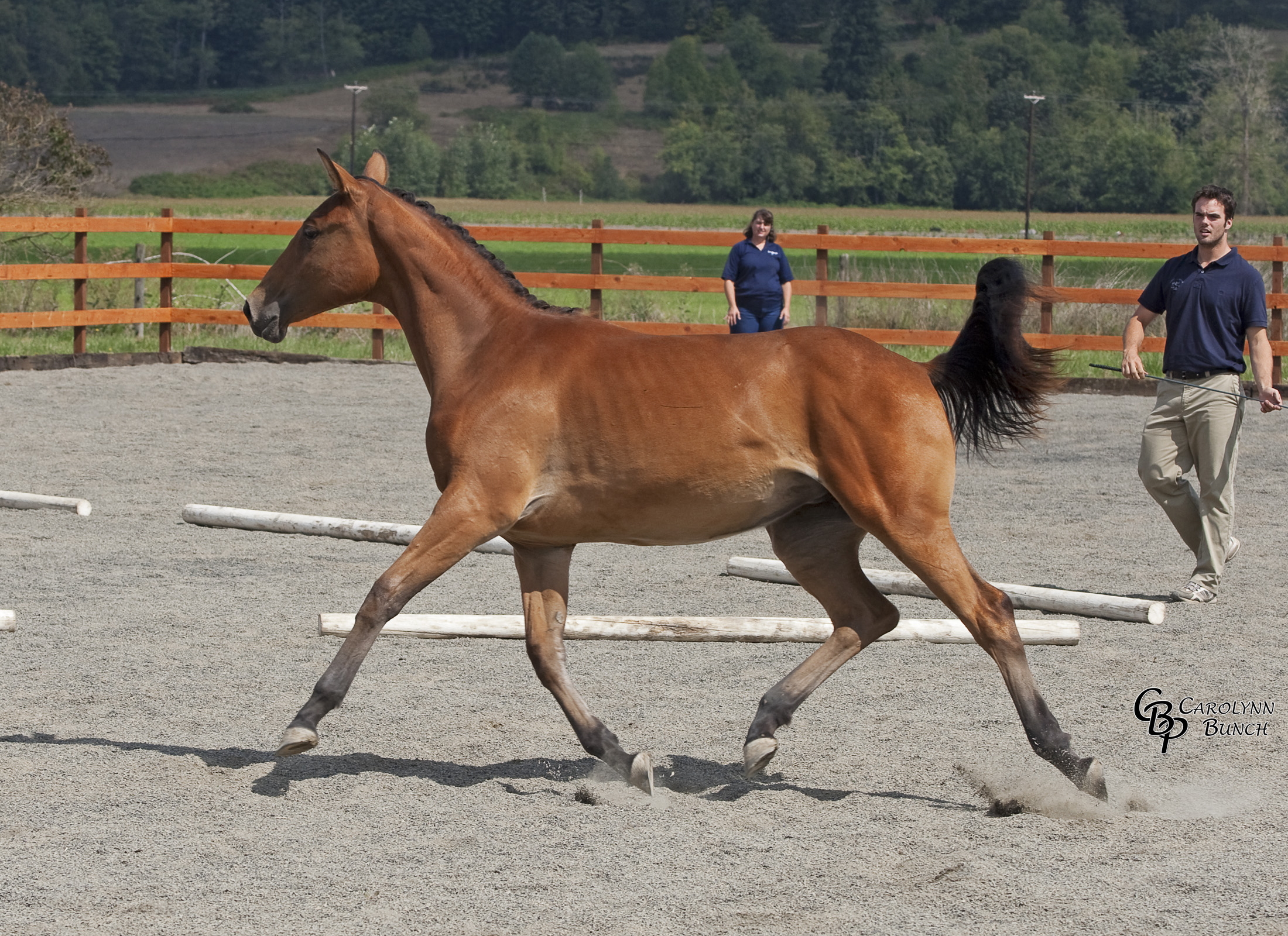 Jori's 2008 ATA foal evaluation